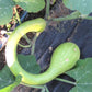 Trombetta di Albenga Squash - Greta's Family Gardens