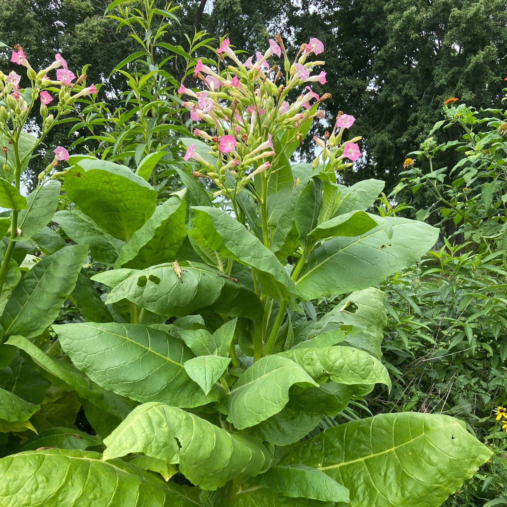 virginia gold tobacco plant Virginia Gold Tobacco virginia gold tobacco plant Virginia Gold Tobacco
