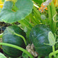 Zapallito del Tronco Squash - Greta's Family Gardens
